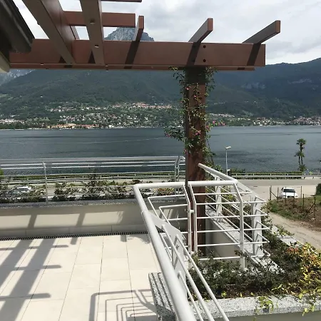 Mimosa Bellagio Wild Flowers